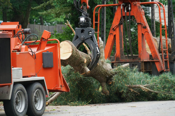 Best Tree Cabling and Bracing  in Bovina, TX