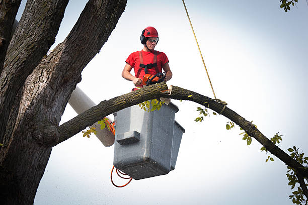 Best Tree Risk Assessment  in Bovina, TX
