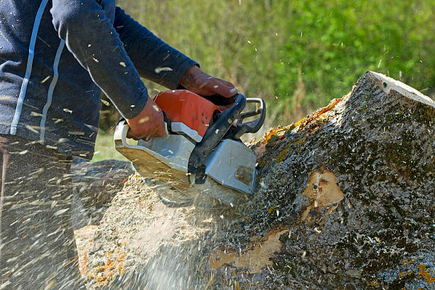 How Our Tree Care Process Works  in  Bovina, TX